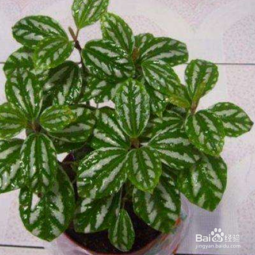 冷水花怎么养？