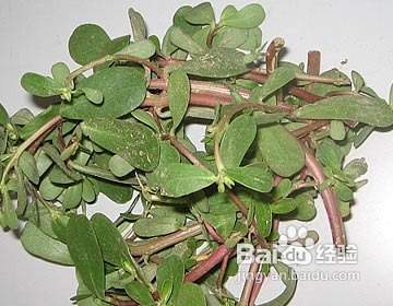 吃对野菜可治病