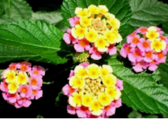 五色梅开花少怎么办