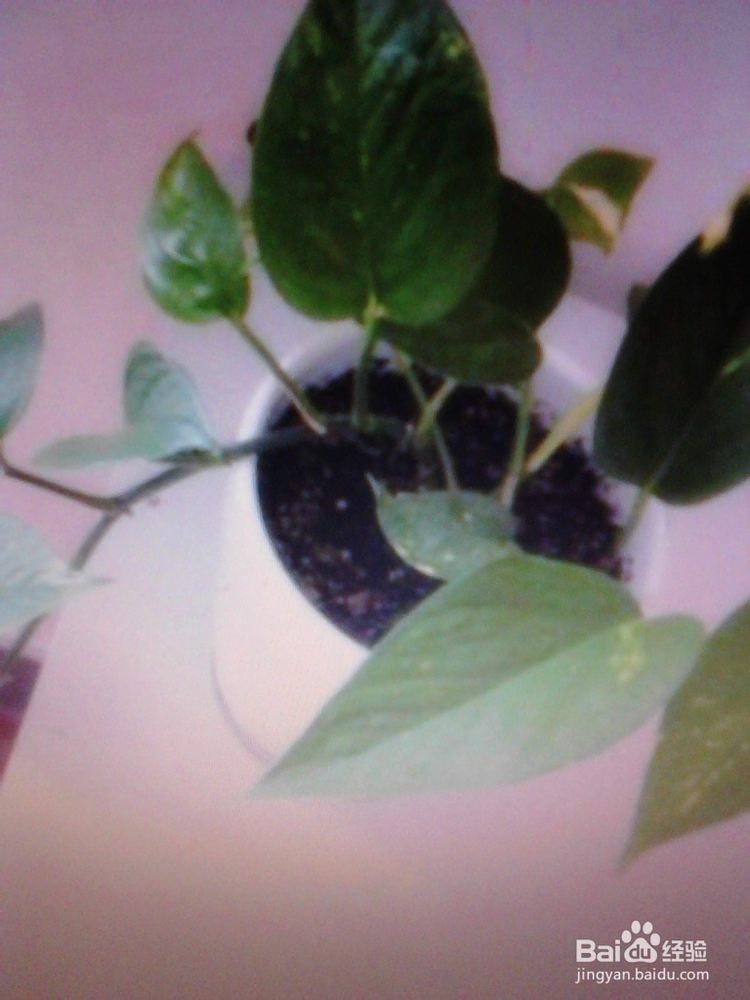 绿萝的养殖与繁殖技巧