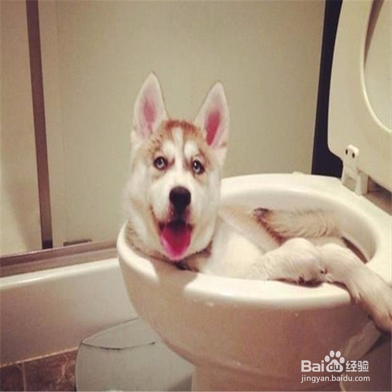 怎么训练狗狗在固定地方大小便