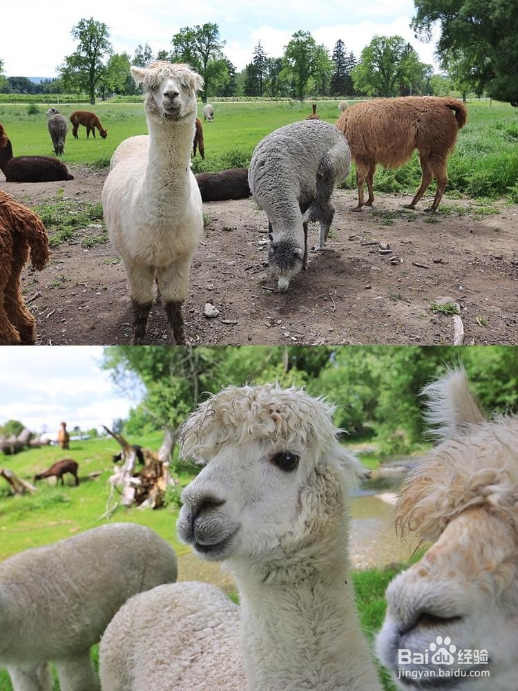 新西兰漫游简记7