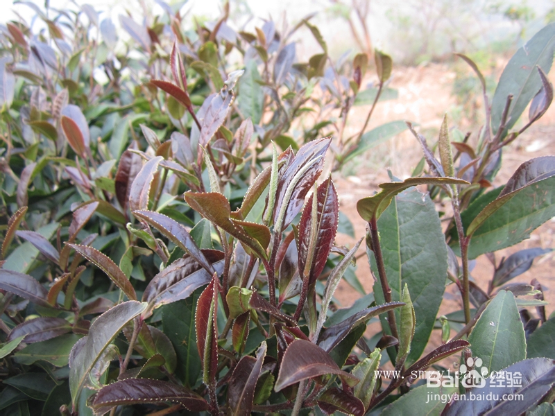 古树普洱茶和台地茶的鉴别方法