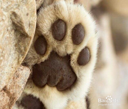 揭秘为何不能碰猫咪的肉垫！