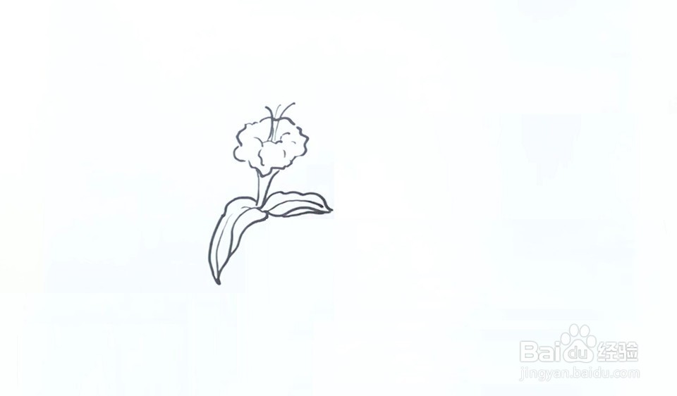 紫茉莉的简笔画漂亮图片