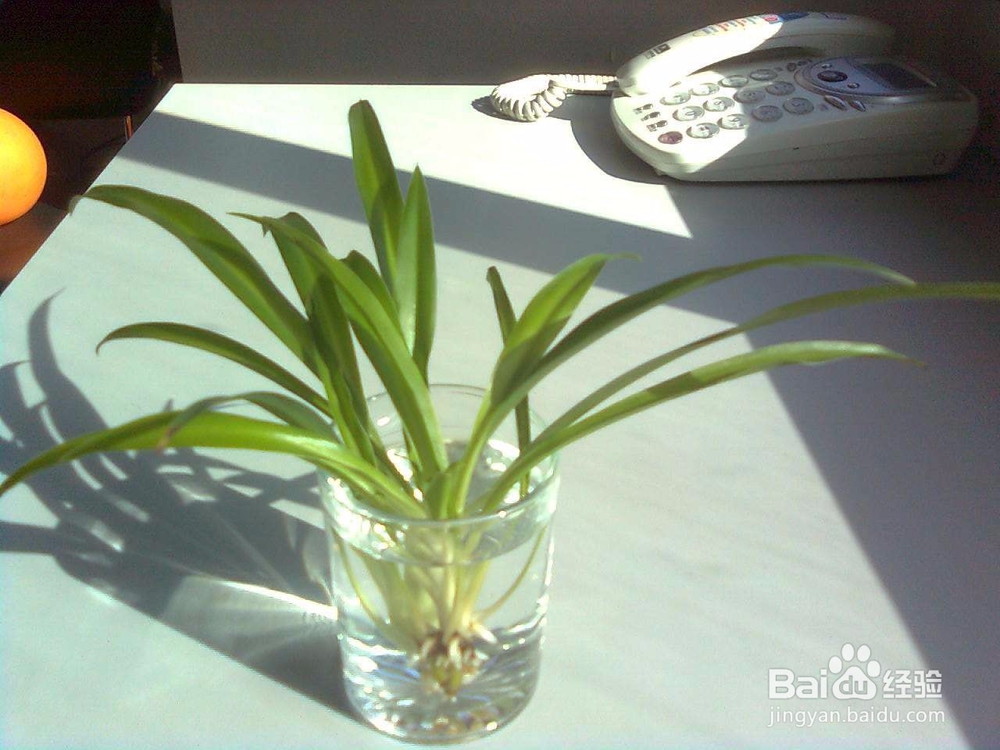 懒人养花小技巧