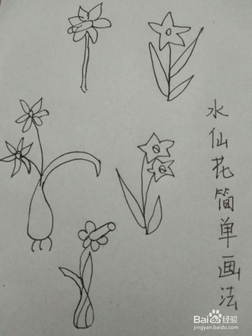 水仙花的简单画法 百度经验
