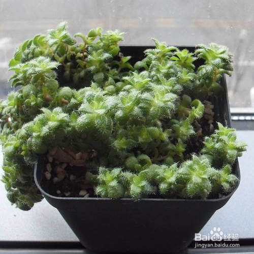 毛海星该如何的养殖?