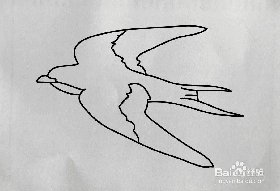 尖尾雨燕的简笔画图片