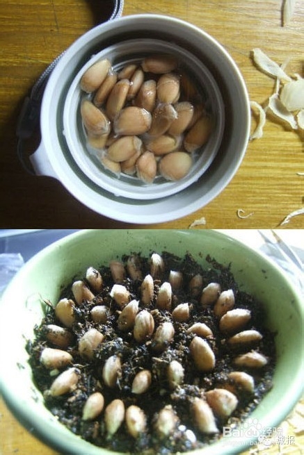 柚子、桂圆、火龙果，都可以变成有趣的盆栽