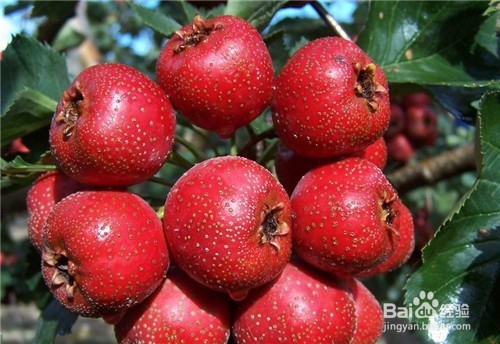 孕妈注意：这5种水果一定不能碰！