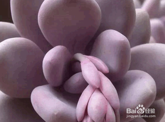 桃美人的养殖方法