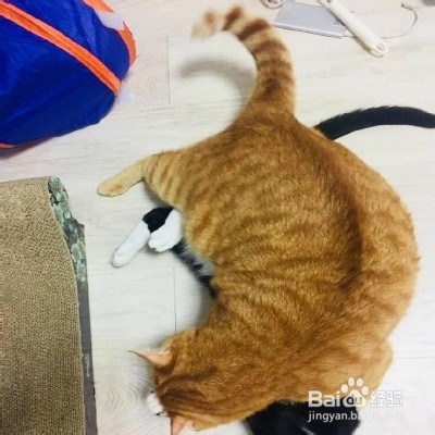 橘猫生气了想离家出走怎么办