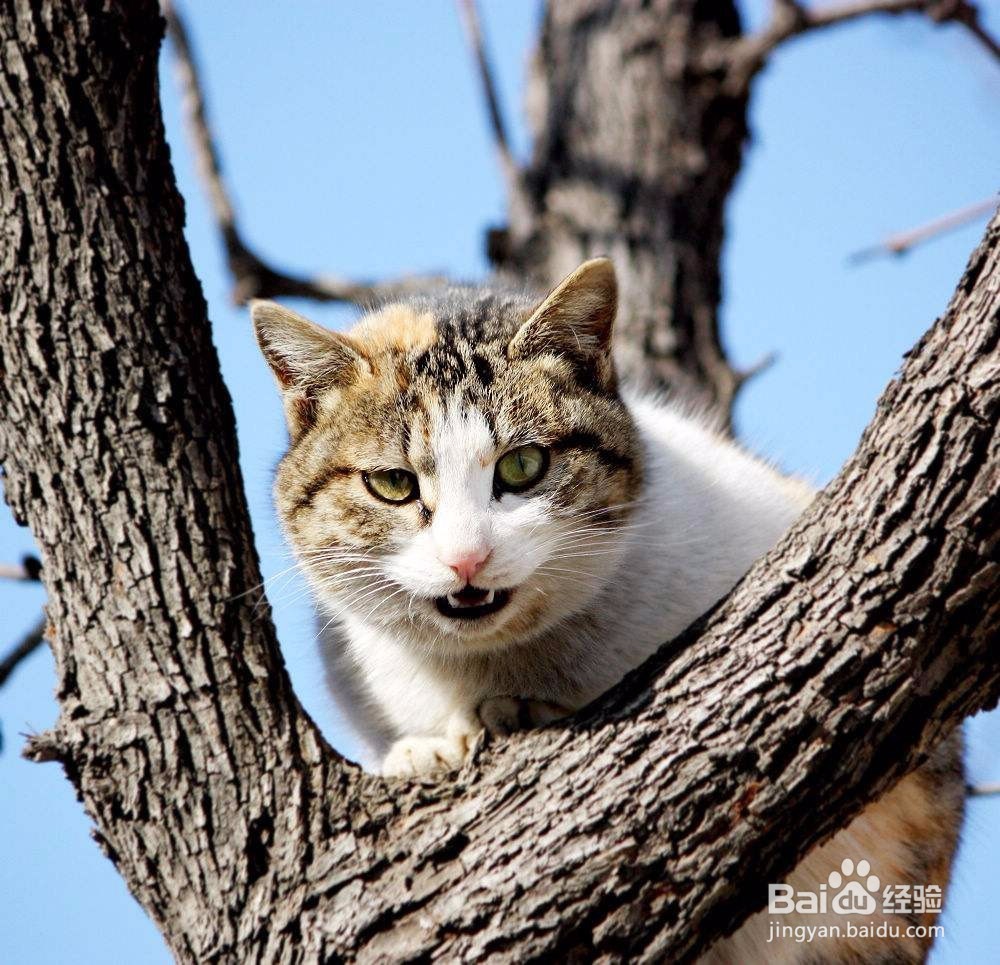 你不知道的，猫咪的自我保护能力
