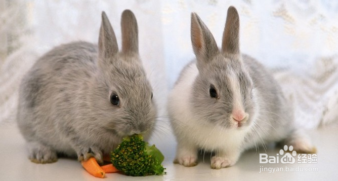 怎么养兔子，可爱的兔兔哟