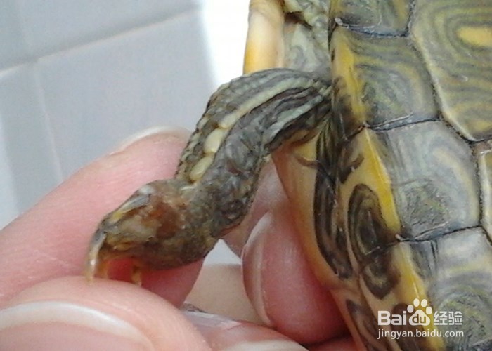 家庭养巴西龟的注意事项