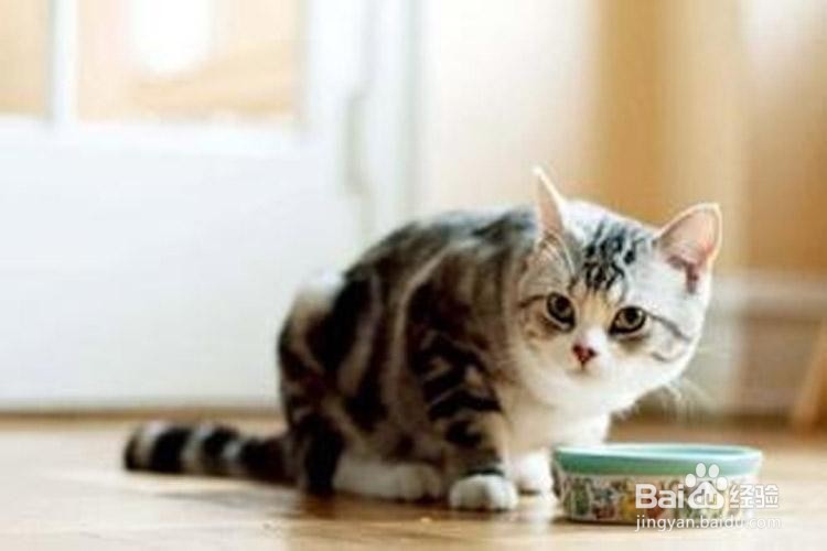 养猫会有哪些方面的花费?