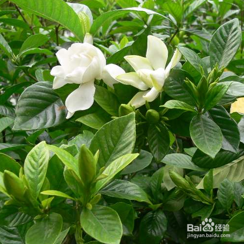 水栀子的培育方法和注意事项