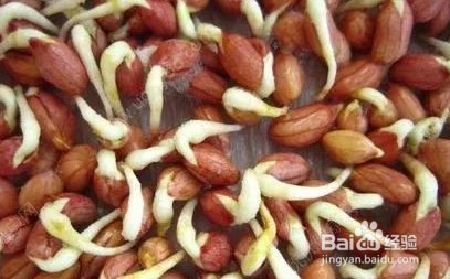 小学生种花生的步骤