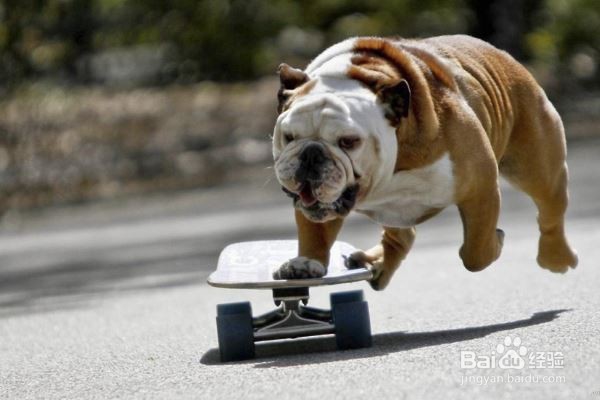 狗狗毛发干燥怎么办