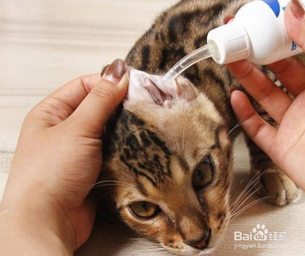 猫咪耳朵流脓怎么处理