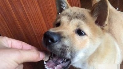 怎样教狗狗坐下