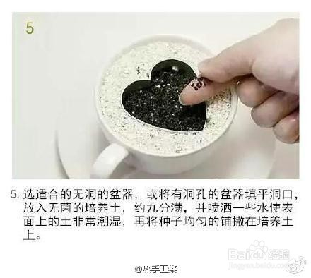 火龙果小盆栽种植