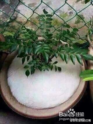 如何养好一只猫