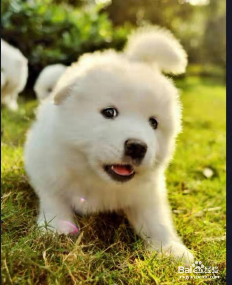 饲养狗狗的正确方法