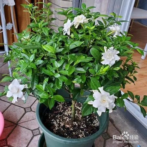 新买的栀子花怎么养