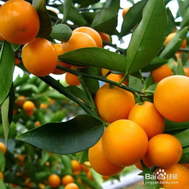怎么挑选新鲜金桔?