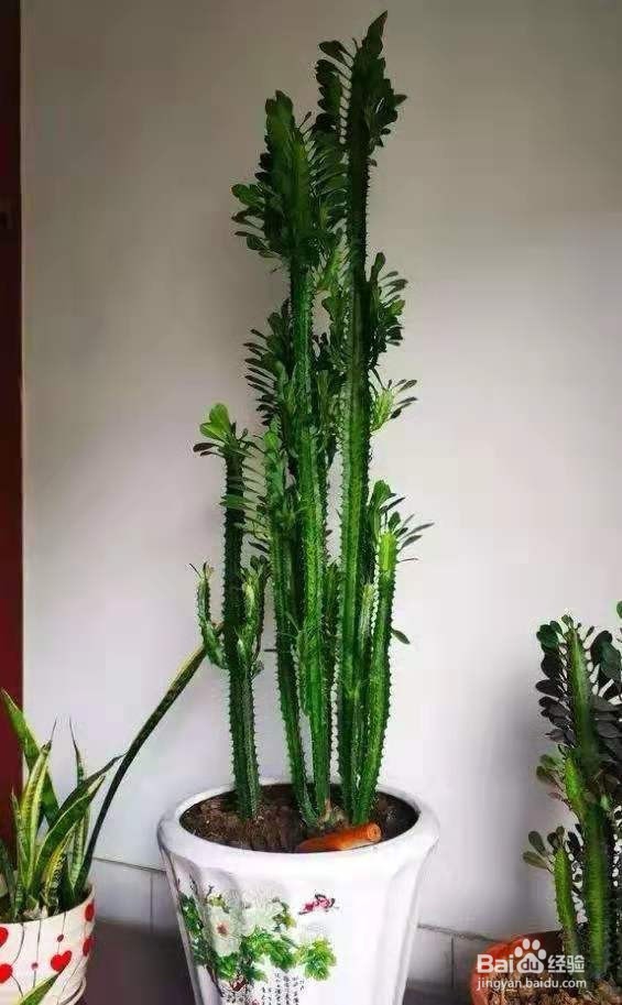 2种“阳刚霸气花”,放在客厅阳台都很好!