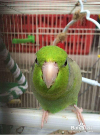 虎皮鹦鹉的脚流血了止不住怎么办