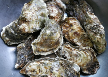 带壳生蚝怎么煮