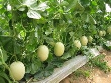 每天吃这些水果，什么美容和保健品都不用了(二)