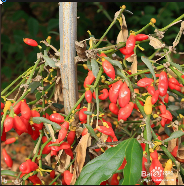 枸杞修剪时间与方法