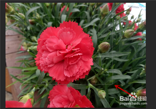 Photoshop选区工具怎么用？PS怎么使用选区工具