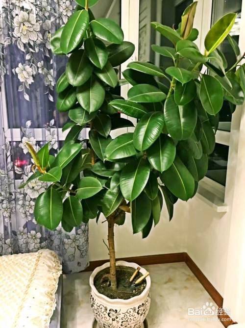 橡胶树盆栽的养殖方法和注意事项