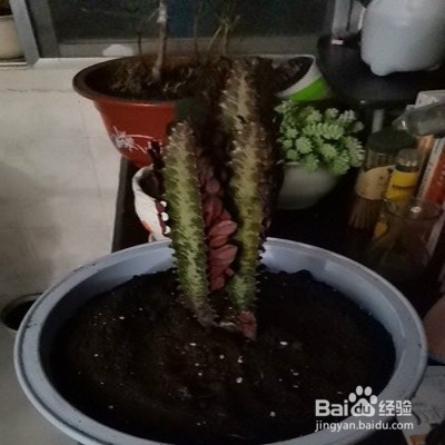 彩云阁养殖方法
