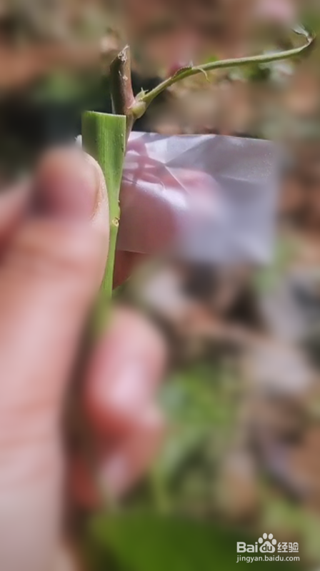 月季如何嫁接