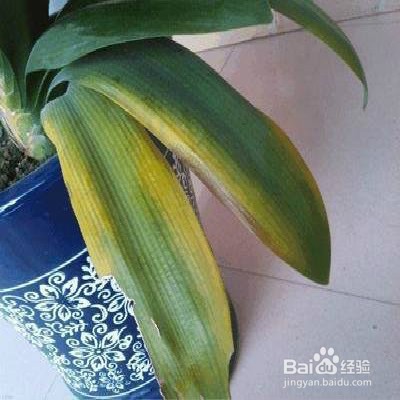 植物叶子发黄怎么办