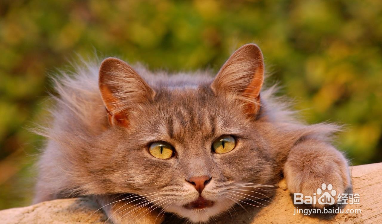 猫发出低吼怎么处理