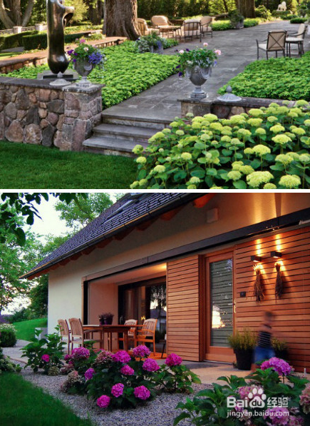 绣球花如何养殖