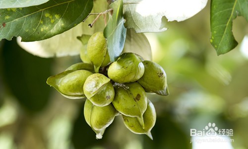 沙参的几种食用方法及其作用