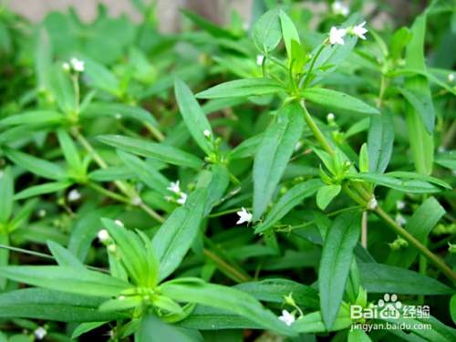 白花蛇舌草有什么功效 百度经验