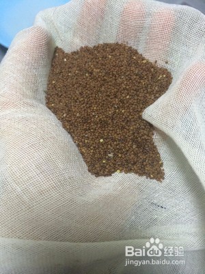 怎么做木瓜水