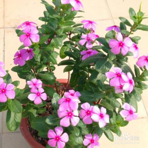 长春花叶子朝下卷的原因和解决方法