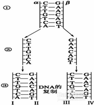 dna复制发生在什么时期