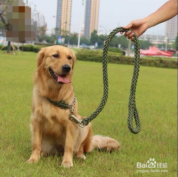 怎样对付小区里的大型犬