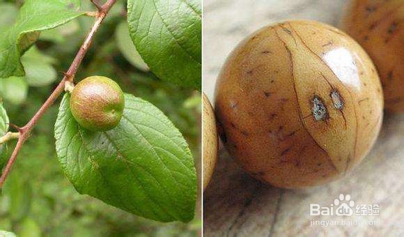 菩提子手串怎样快速盘红